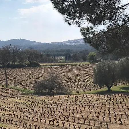 L'ombre De La Glycine Du Golfe De Saint Tropez