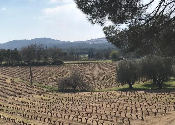 L'ombre De La Glycine Du Golfe De Saint Tropez